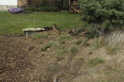 _MG_0629.JPG (392.32 KiB) 9179 mal betrachtet Heidebeet westlich der Tanne: schöne Wurzeln aus dem Baugrund