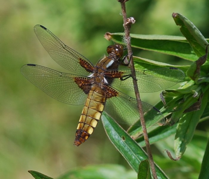 Libellula depressa.jpg