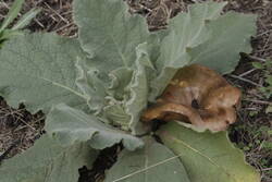 _MG_0700.JPG (309.3 KiB) 9359 mal betrachtet Kuscheln!!!