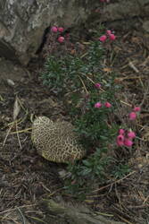 _MG_0705.JPG (317.77 KiB) 9353 mal betrachtet Pink und Leolook. Ich habe noch immer keine Worte.