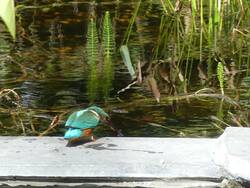 Eisvogel auf Molchjagd