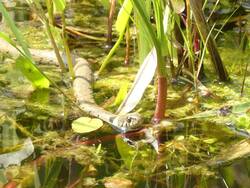 Ringelnatter im Gartenteich