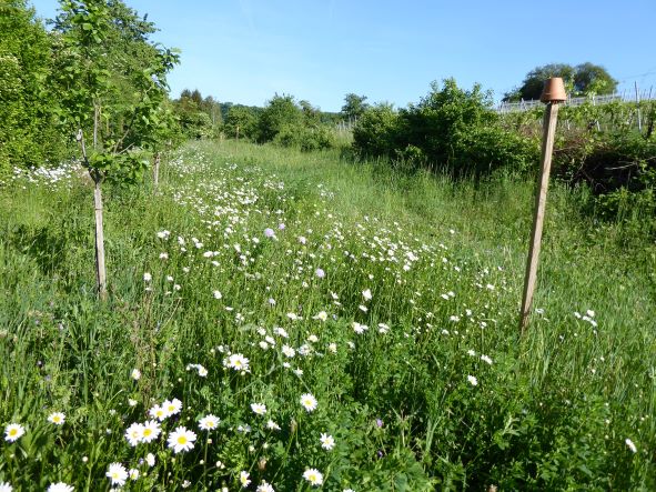 Wiesenmargariten.JPG