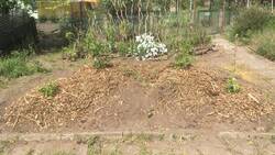 ein Heidelbeer-Hügelbeet mit einer Korkenzieherweidenhecke im Hintergrund