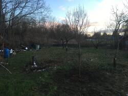 Obstbaumwiese im Wandel - eine Felsenbirne wurde gesetzt und ein toter Baum musste weichen