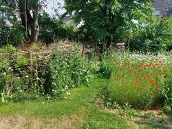 Benjeshecke mit &quot;wärmeliebendem Saum&quot; von R&amp;H und Wildblumenwiese ( im Juni hauptsächlich mit Mohn und Margheriten)