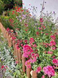 Magerbeet aus reinem Kalkschotter (0-10 er Körnung) mit Spornblumen, Wollziehst, Flockenblumen, Mohn, Wolfsmilch, Katzenminze, Ochsenaugen.