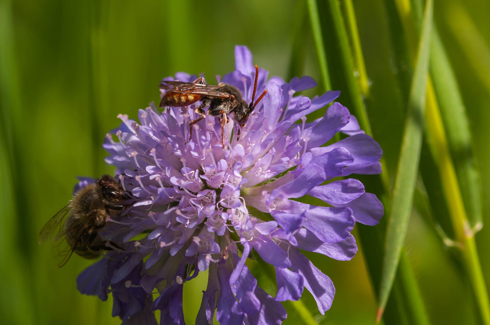 Nomada armata (2).jpg