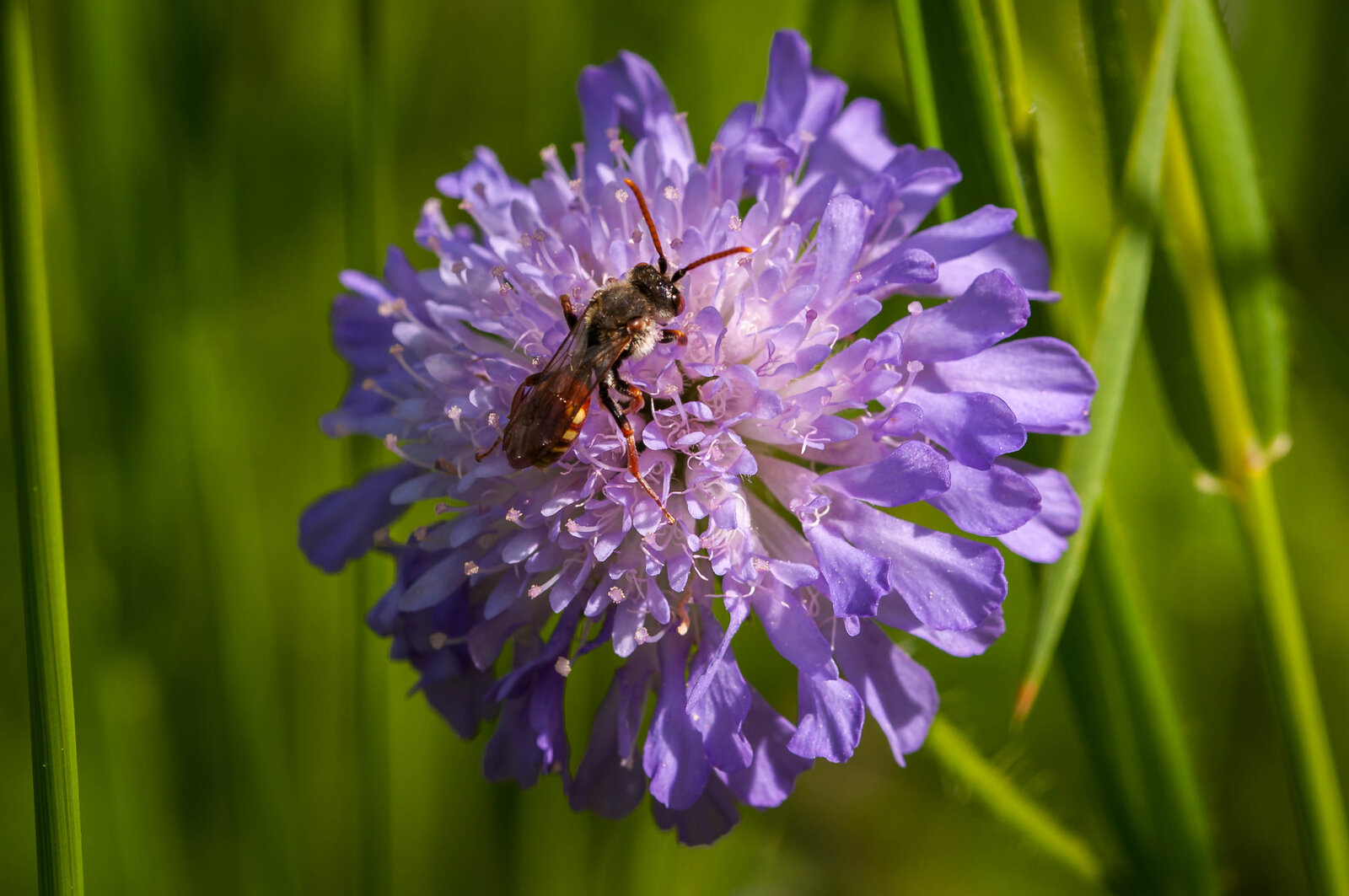 Nomada armata.jpg