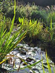 Der Gartenteich wimmelt vor Leben.