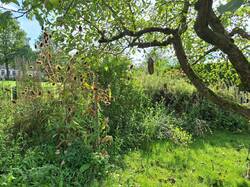 Eine schöne Wildnis aus Liguster, Weißdorn, Totholzhecke, Holunder, umgeben von Stauden wie der wilden Karde, Wegwarte, Leimkraut, fette Henne, Lichtnelken, natürlich Brennesseln und vielem mehr. Die Totholzhecke ist fast gar nicht mehr als solche zu erkennen. Nicht mehr im Bild schließt sich ein Weidenbogen aus Salweide an, dahinter versteckt sich eine wilde Ecke mit Käferkeller als Insektenkinderstube.