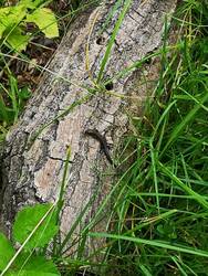 IMG_20200725_133735.jpg