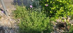 Witwenblumen