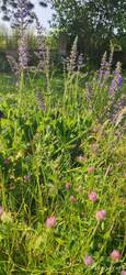 Wiesensalbei und Roter Klee