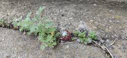 IMG_20230603_115912.jpg (363.91 KiB) 25400 mal betrachtet Sempervivum und Färberhundskamille