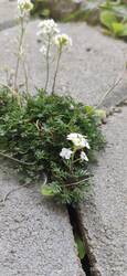 IMG_20230603_115717.jpg (268.86 KiB) 25403 mal betrachtet Keine Ahnung wie diese Pflanze heißt, aber schön ist sie jeden Fall