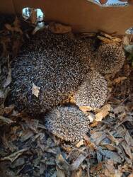 igel19-768x1024.jpg