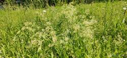 Wiesen- Labkraut, Margeriten und andere heimische Wiesenpflanzen bekommen so eine Chance, sich wieder auszubreiten