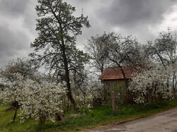 Kirschblüte im Frühling