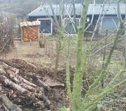 IMG_20240131_122534_1.jpg (367.83 KiB) 20686 mal betrachtet Brennholz zum Trocknen und als Sichtschutz