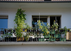 longBalcony2.png