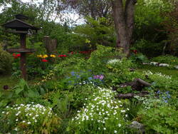 2021-05-21---hinterer Garten_Blütenmeer.JPG