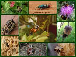 Collage_Insekten im Hortus (2).jpg