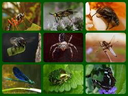 Collage_Insektenvielfalt_1 (2).jpg