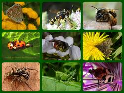 Collage_Insektenvielfalt_2.jpg