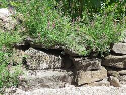 Trockenmauer mit Erdrauch.