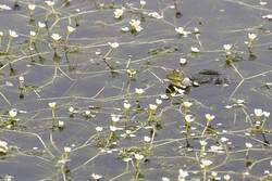 Glücklicher Frosch