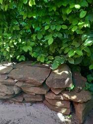Unsere Hainbuchenhecke wächst schön dicht.