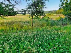 Obstwiese im Juni nach Süden