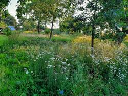 Obstwiese im Juni