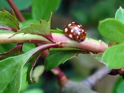 Im Hortus Lilium leben viele kleine Käfer.