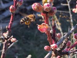 Hortus Lilium ist ein Zertifizierter Bienenschutzgarten.