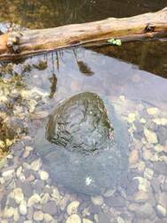 naturteich28.jpg