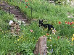 Unterer Garten - nur bis zum Hund :-) . Und der Treppe.