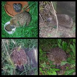 Ein paar der Igel, die hier im Herbst letzten Jahres wohnten.