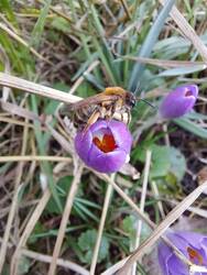 Eine kleine Biene sucht den Eingang der Blüte :)