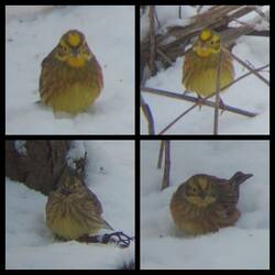 Goldammern im Winter an einer der 4 Futterstellen