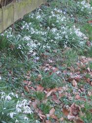 Schneeglöckchen an der Grundstücksgrenze