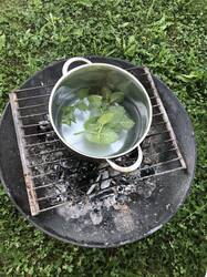 Frischer Minzentee direkt aus dem Garten