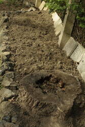 _MG_1246.JPG (398.21 KiB) 7897 mal betrachtet Manchmal kann man sich nicht aussuchen, ob ein Käferkeller im Beet ist. Das ist jetzt mein Pastinakenbeet.