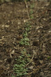 _MG_1245.JPG (278.95 KiB) 8193 mal betrachtet Meine ersten Radies im dritten Beet.