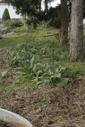 _MG_1230.JPG (400 KiB) 8193 mal betrachtet Spargelsuchbeet. Notiz für den Herbst: Spargel markieren!