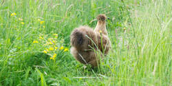 ginger-wiese-wildpflanzengarten.jpg