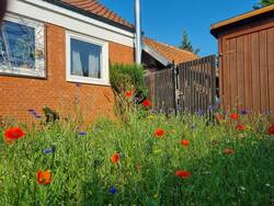 Blumenwiese im Vorgarten
