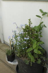 _MG_1273.JPG (311.82 KiB) 8532 mal betrachtet Den Kübel finde ich besonders gelungen.