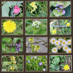 Blüten_April24.jpg